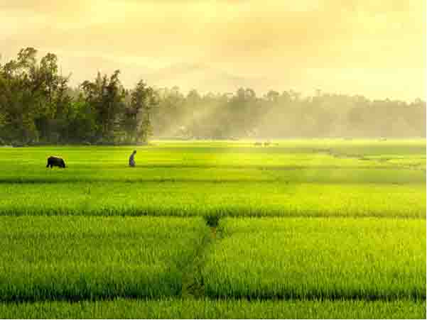 Giới thiệu thịt trâu thanh hóa - thịt trâu phong vũ